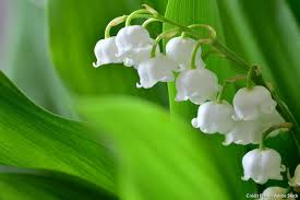 Muguet Muguet